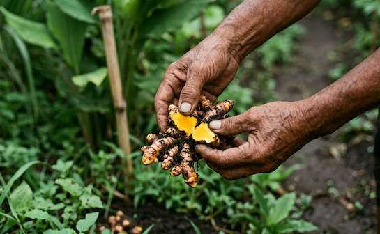 The organic garden at Lembah Raden